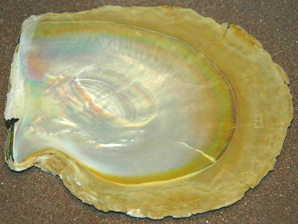 Nacre dans une coquille de Pinctada maxima